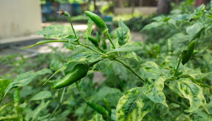 5 Manfaat Cabe Rawit, Asal Usul dan Keajaibannya