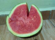 Manfaat Buah Semangka yang Luar Biasa untuk Kesehatan: Temukan Keajaiban dari Buah Segar Ini!