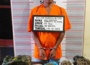 Polda Sumut Komitmen Berantas Narkoba, 998 Pelaku Ditangkap.