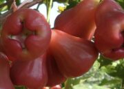 Manfaat Buah Jambu Air untuk Kesehatan Tubuh