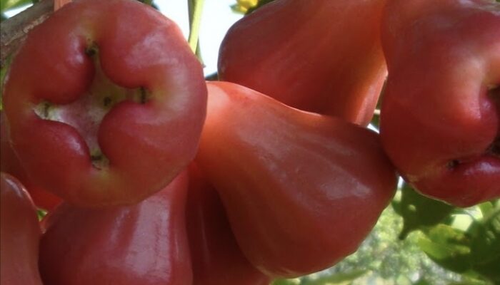 Manfaat Buah Jambu Air untuk Kesehatan Tubuh