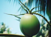 Buah Kelapa