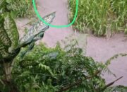 Manfaatkan Hujan dan Waktu Ibadah, PKS PT Milano Diduga Licik Buang Limbah Beracun