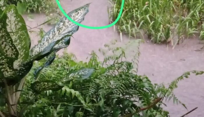 Manfaatkan Hujan dan Waktu Ibadah, PKS PT Milano Diduga Licik Buang Limbah Beracun