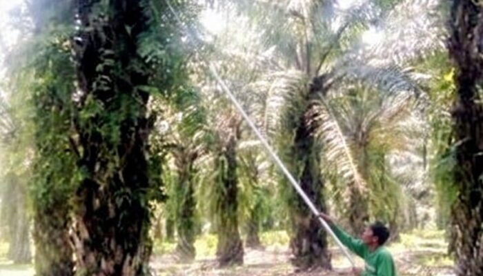 Ketika Keselamatan Dianggap Sepele: Tawa Pemanen di Balik Ancaman Kecelakaan