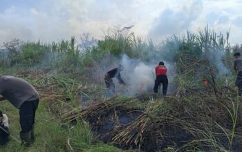 Sekelompok Penggarap Masuk Ke Lahan PTPN Bakar dan Tanami Lahan, Timbulkan Asap Tebal.