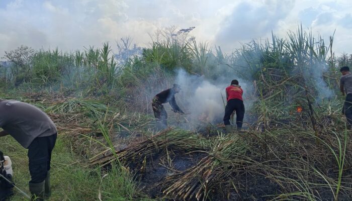 Sekelompok Penggarap Masuk Ke Lahan PTPN Bakar dan Tanami Lahan, Timbulkan Asap Tebal.
