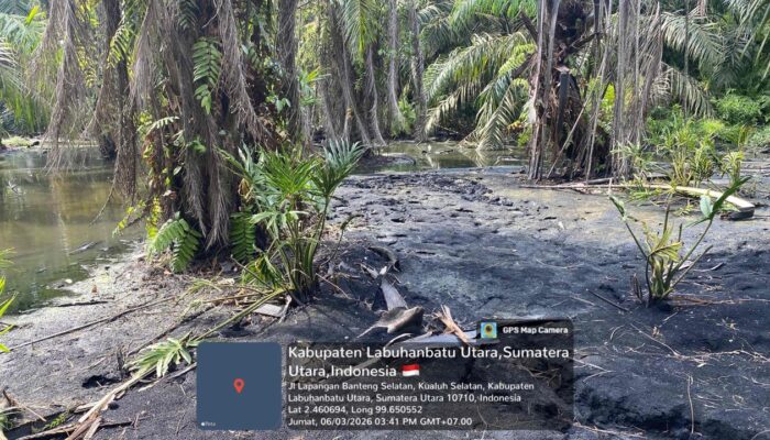 Warga Labura Keluhkan Limbah Debu Boiler PT Sinar Sawit Lestari, Kebun Sawit Tak Menghasilkan Buah