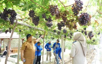 Jadi Kawasan Agrowisata Favorit Kota Palu, Kebun Anggur Duyu Bangkit Bukti Kerja GTRA