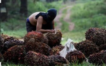 “Ninja Sawit” Ditangkap Papam Kebun, Diduga Dilepas Saat Proses ke Polsek