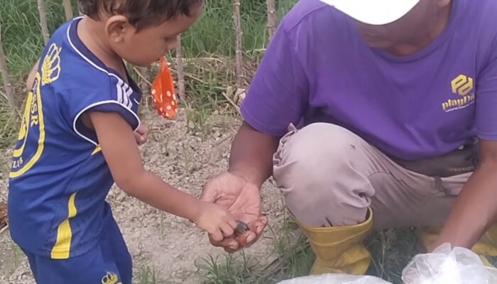 Pakan Ternak Ikan Basah Dongkrak Pertumbuhan, Warga Hamparan Perak Budidaya Nila Kekar Berbasis UMKM. 