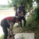 Tindak Lanjut Laporan Call 110, Polsek Torgamba Gerebek Lokasi Diduga Sarang Narkoba di Desa Bangai
