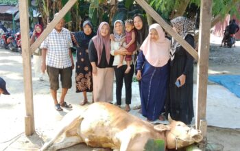 Keluarga Besar Almarhum Muhammad Siddiq Laksanakan Qurban 1 Ekor Lembu di Medan Marelan