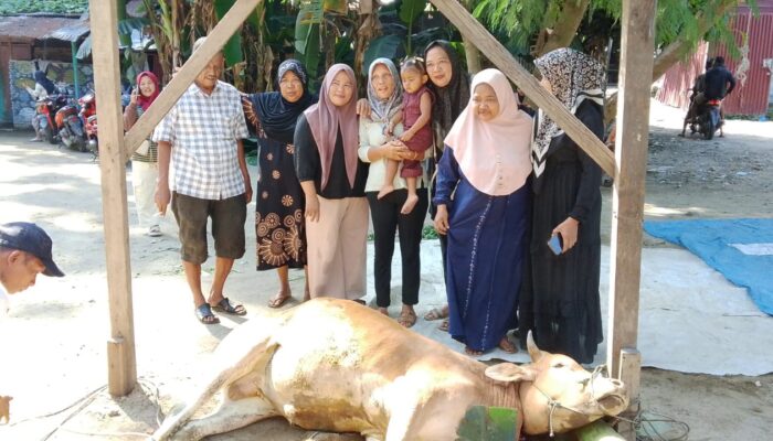 Keluarga Besar Almarhum Muhammad Siddiq Laksanakan Qurban 1 Ekor Lembu di Medan Marelan