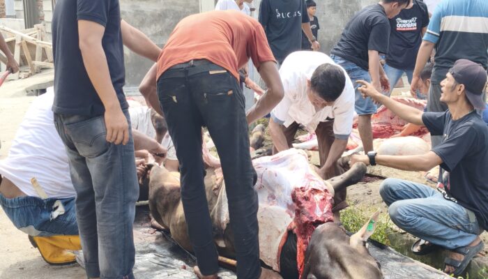 BKM Masjid Annajah Sembelih 6 Ekor Lembu dan 6 Kambing, 1.050 Kupon Dibagikan ke Masyarakat