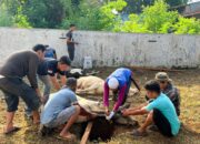 Kanwil BPN Provinsi Sumatera Utara Sembelihan 11 Ekor Hewan Kurban Di Hari Raya Idul Adha 1447 H
