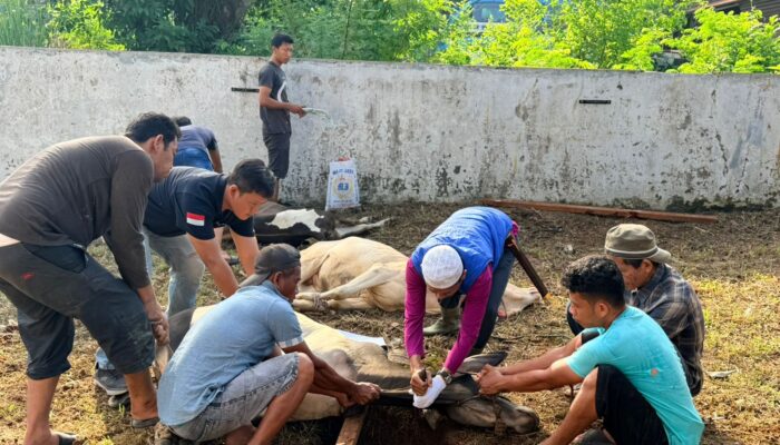 Kanwil BPN Provinsi Sumatera Utara Sembelihan 11 Ekor Hewan Kurban Di Hari Raya Idul Adha 1447 H